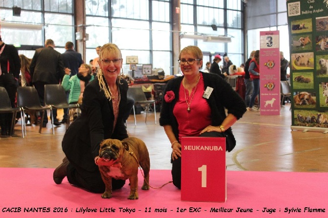 Du courtil du noyer - CACIB NANTES 2016 : La pink party !