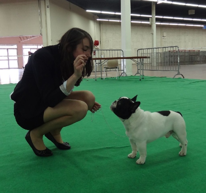 Régionale d'Elevage du Bouledogue Français Angers 2015